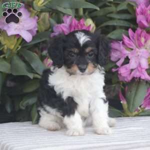 Pixie, Cavapoo Puppy